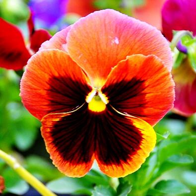 三色堇的功效與作用?三色堇的花語？【圖】