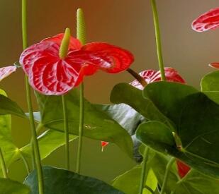 紅掌的養(yǎng)殖方法和注意事項？紅掌葉子發(fā)黃焦邊干枯是怎么回事?【圖】