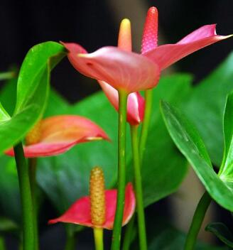 紅掌的養(yǎng)殖方法和注意事項？紅掌葉子發(fā)黃焦邊干枯是怎么回事?【圖】