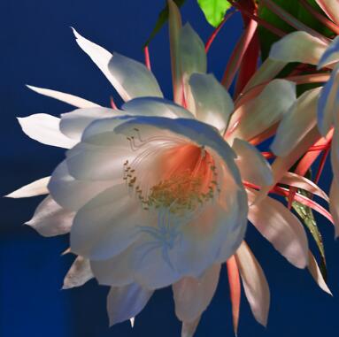 曇花的傳說？曇花的養(yǎng)殖方法？【圖】