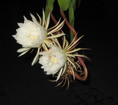 曇花的傳說？曇花的養(yǎng)殖方法？【圖】