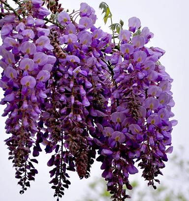 紫藤的花語？紫藤的種植方法?【圖】