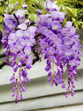 紫藤的花語？紫藤的種植方法?【圖】
