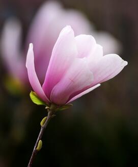 木蘭花的花語？木蘭花的栽培技術(shù)？【圖】