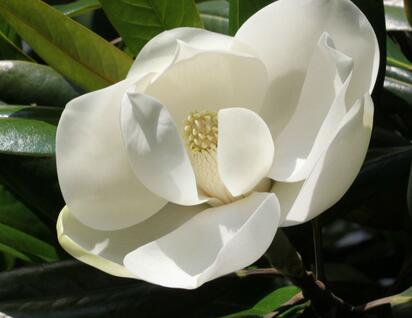 木蘭花的花語？木蘭花的栽培技術(shù)？【圖】