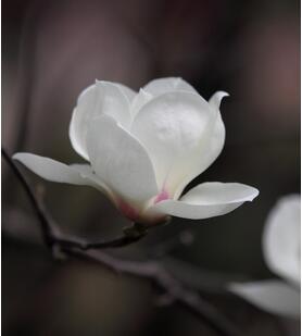 木蘭花的花語？木蘭花的栽培技術(shù)？【圖】