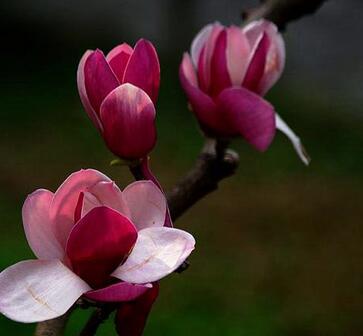 木蘭花的花語？木蘭花的栽培技術(shù)？【圖】