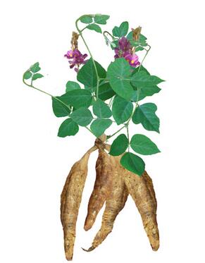 葛根的作用與功效？葛根的種植技術(shù)？【圖】