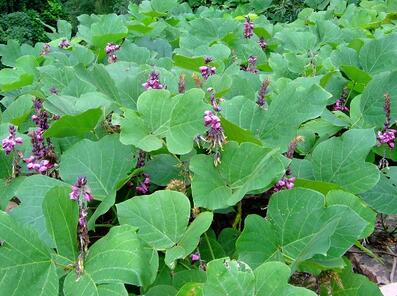 葛根的作用與功效？葛根的種植技術(shù)？【圖】