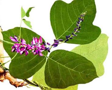 葛根的作用與功效？葛根的種植技術(shù)？【圖】