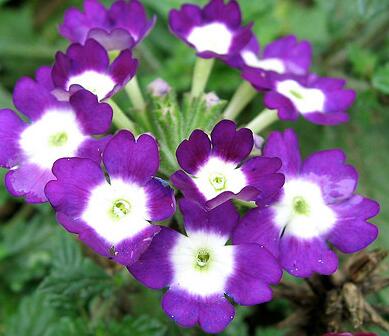 美女櫻的養(yǎng)殖方法？美女櫻繁殖方法：？【圖】