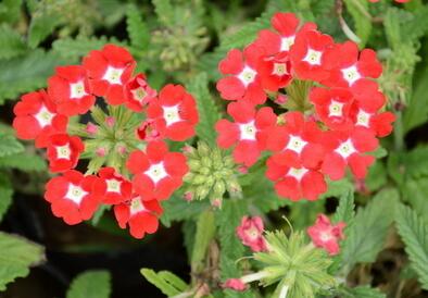 美女櫻的養(yǎng)殖方法？美女櫻繁殖方法：？【圖】