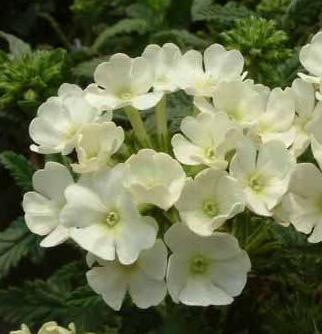 美女櫻的養(yǎng)殖方法？美女櫻繁殖方法：？【圖】