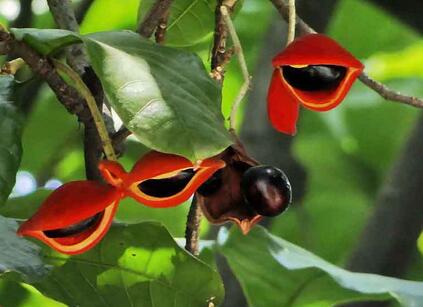 蘋婆的繁殖方法？美女櫻繁殖方法：？【圖】