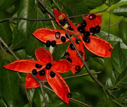 蘋婆的繁殖方法？美女櫻繁殖方法：？【圖】