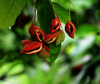 蘋婆的繁殖方法？美女櫻繁殖方法：？【圖】