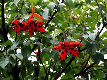 蘋婆的繁殖方法？美女櫻繁殖方法：？【圖】