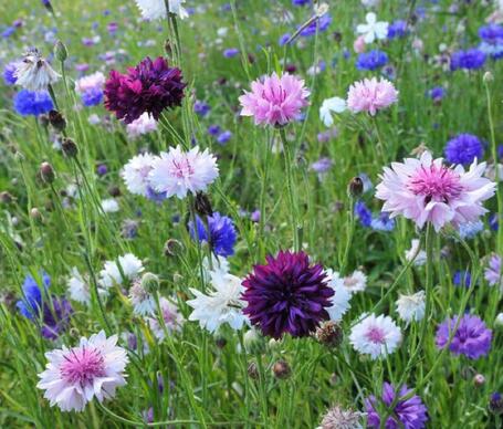 矢車菊的花語？矢車菊的功效與作用？【圖】