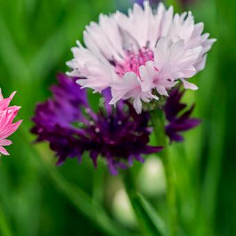 矢車菊的花語？矢車菊的功效與作用？【圖】