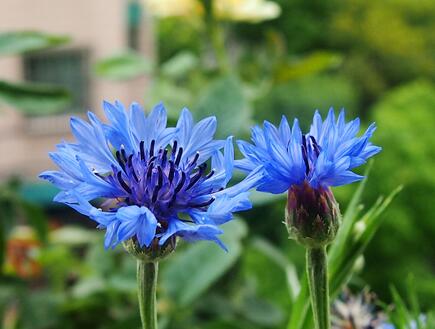 矢車菊的花語？矢車菊的功效與作用？【圖】
