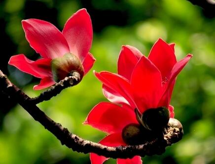 木棉花的花語？木棉的象征意義？【圖】