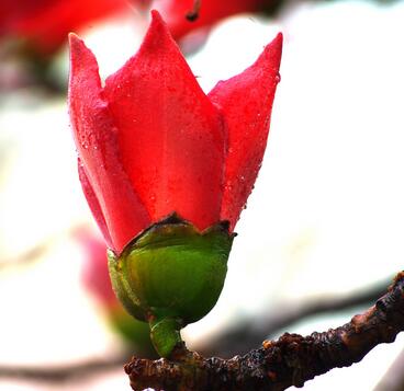 木棉花的花語？木棉的象征意義？【圖】