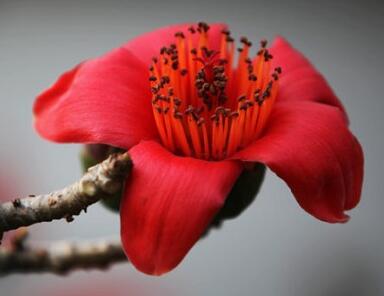 木棉花的花語？木棉的象征意義？【圖】