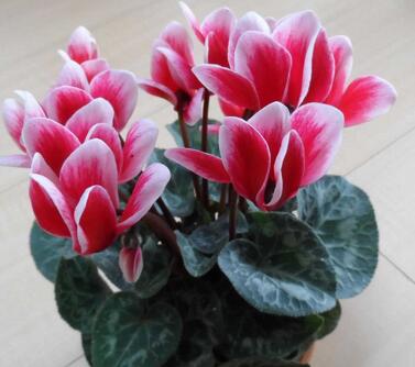 仙客來的養(yǎng)殖方法和注意事項(xiàng)？仙客來葉子發(fā)黃？【圖】