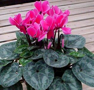 仙客來的養(yǎng)殖方法和注意事項(xiàng)？仙客來葉子發(fā)黃？【圖】