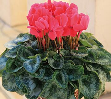 仙客來的養(yǎng)殖方法和注意事項(xiàng)？仙客來葉子發(fā)黃？【圖】