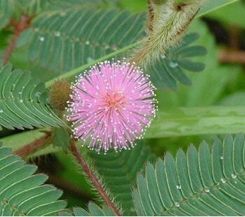 含羞草的繁殖方式？含羞草的栽培技術(shù)？【圖】