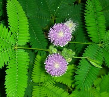 含羞草的繁殖方式？含羞草的栽培技術(shù)？【圖】