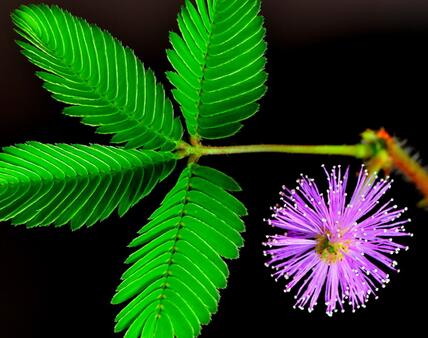 含羞草的繁殖方式？含羞草的栽培技術(shù)？【圖】