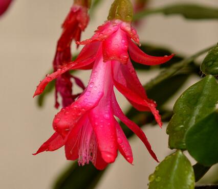 蟹爪蘭的養(yǎng)殖方法？蟹爪蘭養(yǎng)殖之繁殖？【圖】