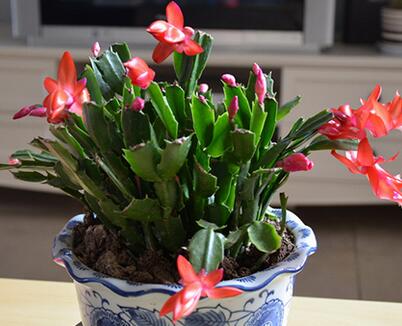 蟹爪蘭的養(yǎng)殖方法？蟹爪蘭養(yǎng)殖之繁殖？【圖】