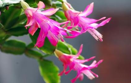 蟹爪蘭的養(yǎng)殖方法？蟹爪蘭養(yǎng)殖之繁殖？【圖】