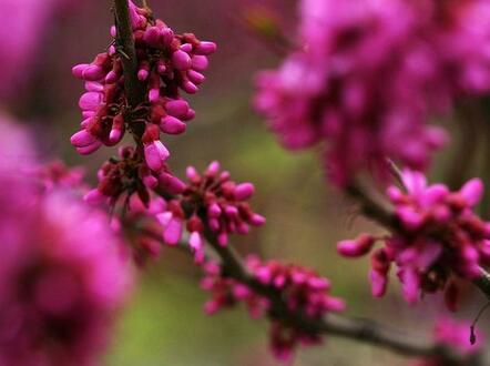 紫荊形態(tài)特征和生態(tài)習(xí)性？紫荊養(yǎng)殖之繁殖？【圖】