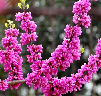 紫荊形態(tài)特征和生態(tài)習(xí)性？紫荊養(yǎng)殖之繁殖？【圖】