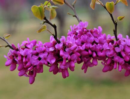 紫荊形態(tài)特征和生態(tài)習(xí)性？紫荊養(yǎng)殖之繁殖？【圖】