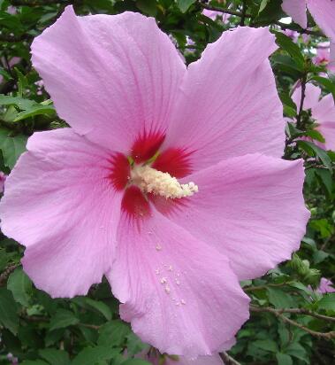 木槿花花語？木槿的繁殖方法？【圖】