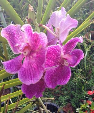 木槿花花語？木槿的繁殖方法？【圖】