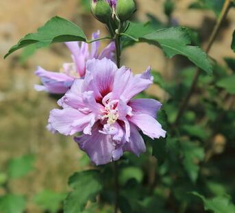 木槿花花語？木槿的繁殖方法？【圖】