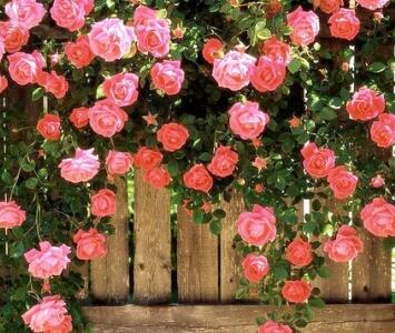 薔薇花的養(yǎng)殖方法？薔薇花的繁殖方法？【圖】