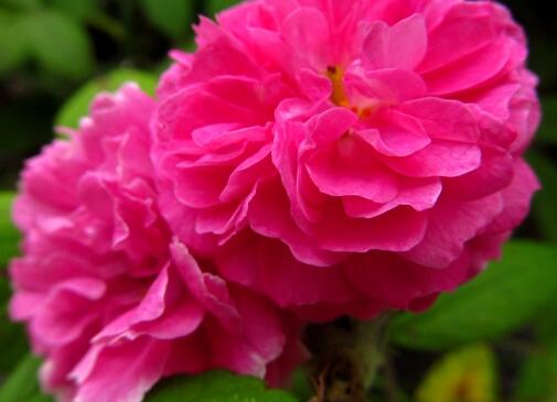 薔薇花的養(yǎng)殖方法？薔薇花的繁殖方法？【圖】