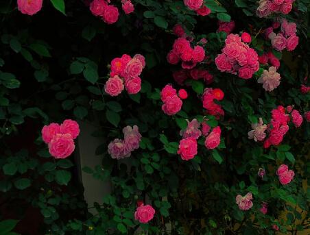 薔薇花的養(yǎng)殖方法？薔薇花的繁殖方法？【圖】