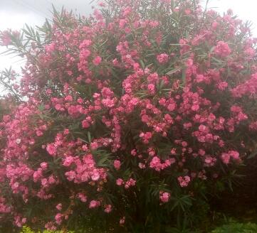 夾竹桃有毒嗎？夾竹桃有劇毒，為什么還要廣泛種植？【圖】