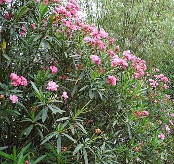 夾竹桃有毒嗎？夾竹桃有劇毒，為什么還要廣泛種植？【圖】