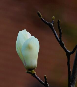 玉蘭花的花語？描寫玉蘭花的詩句？【圖】