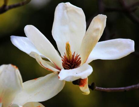 玉蘭花的花語？描寫玉蘭花的詩句？【圖】