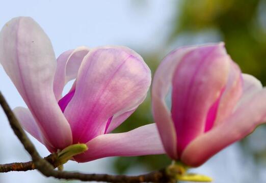 玉蘭花的花語？描寫玉蘭花的詩句？【圖】